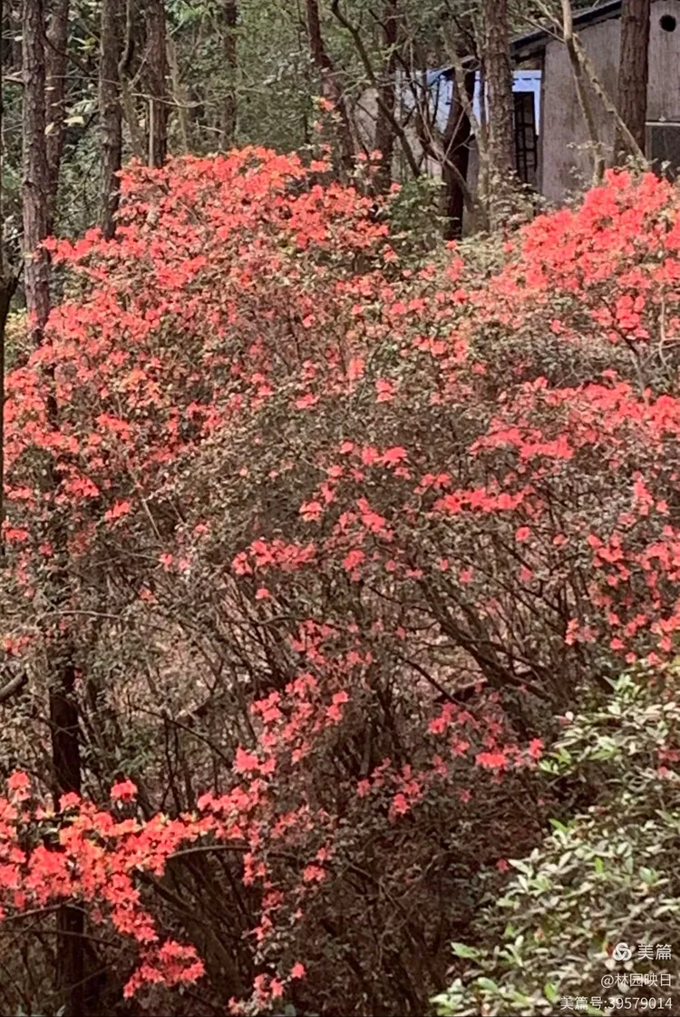 阳春三月揭西龙山风景区野生杜鹃花开了